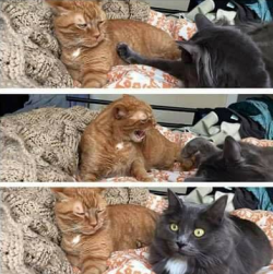 awwww-cute:When you check to see if your girlfriend is still mad at you (Source: http://ift.tt/1V382lr)