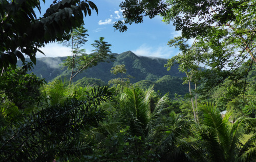 eileenkphotography:Sibun Forest Reserve, Belize ~ Eileen Kitayama 2015