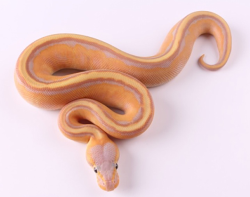 snakesneakers:Banana Ball x Genetic Stripe Unknown who first produced