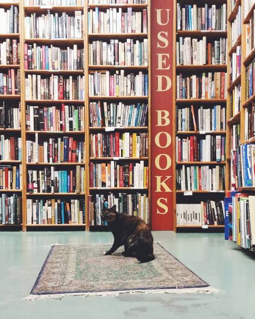  Claudia can help you find a book. . . #seattle #fremont #opheliasbooks #bookstore #bookstorecat #