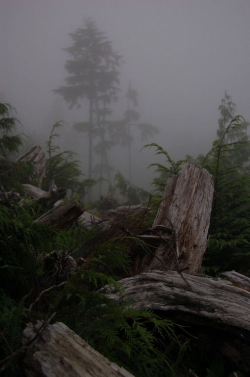 ominousraincloud:Misty Forest, Vancouver Island | By Bob & Nadia Taylor