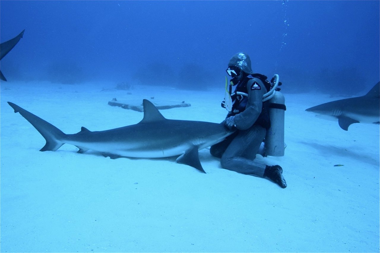 sharkhugger:  kookaburralaugh:  sharkhugger:  everydaysharks:  sharkhugger:  everydaysharks: