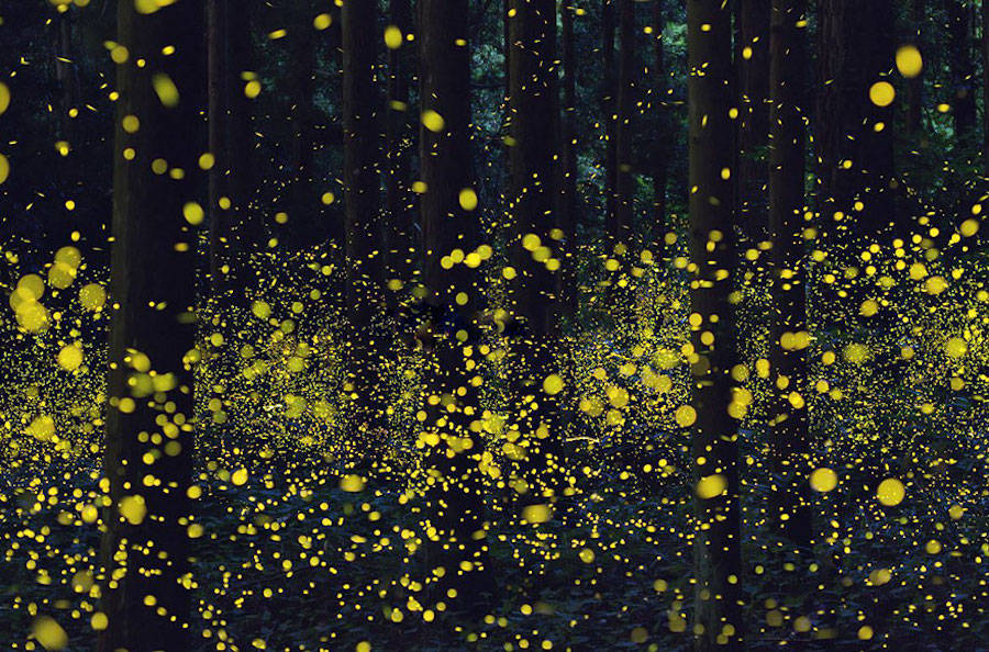 culturenlifestyle: Gold Fireflies Dance Through Japanese Enchanted Forest in the