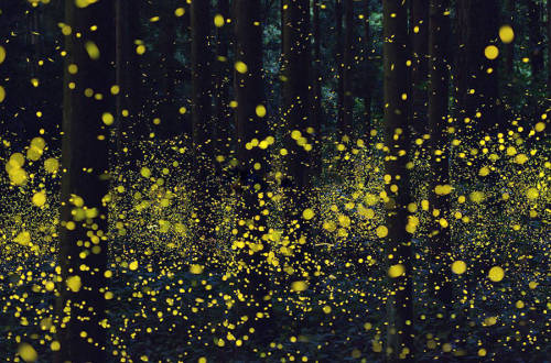 Sex culturenlifestyle: Gold Fireflies Dance Through pictures