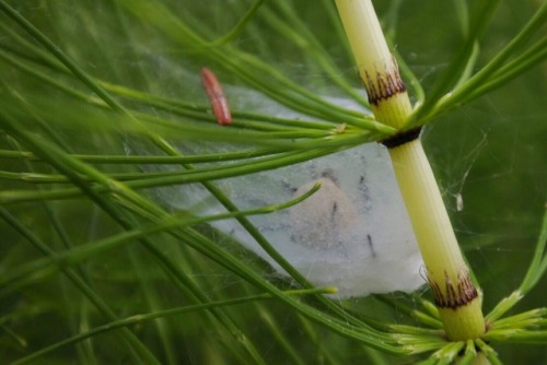 Funnel spider