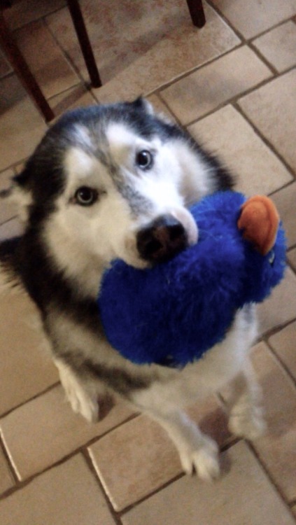 i heard you wanted pictures of dogs so here is my pup with his favorite toy. C: Love your blog, btw.