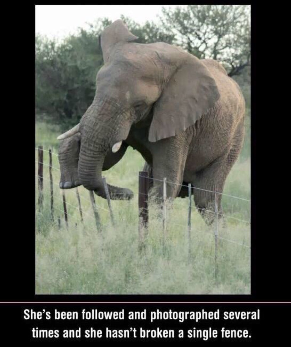 An elephant can climb. Умный слон. Кого боятся слоны в природе. Слон гигантский серый тучный. He is an Elephant 3 класс.