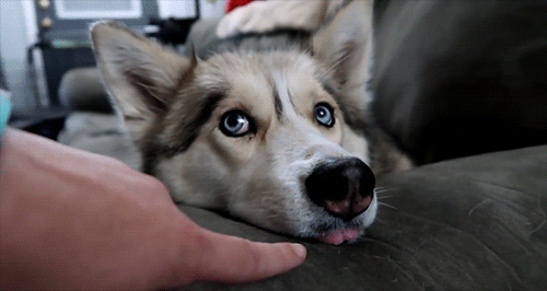 Snow Dogs Vlogs - YOUR TONGUE IS STICKING OUT