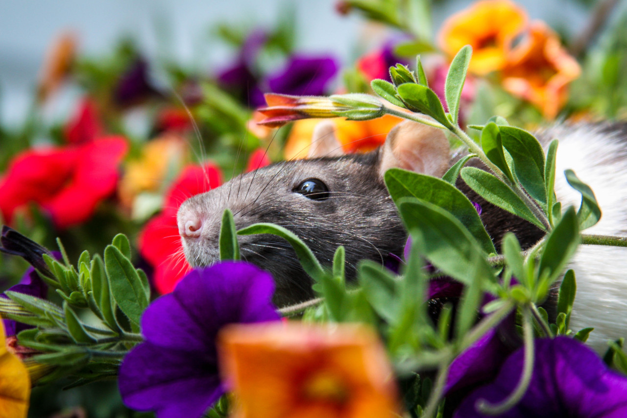 funtorture:  My sweet Casey playing in mom’s flowers &lt;3 I miss this sweet