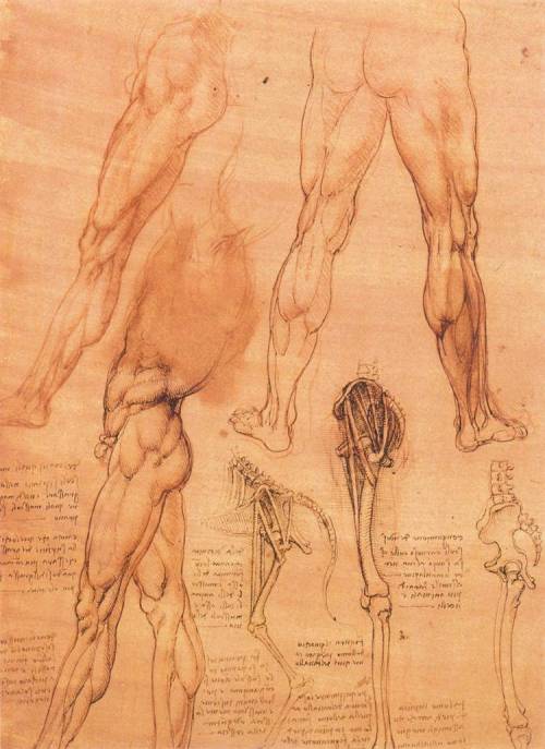 artist-davinci:  Studies of legs of man and the leg of a horse, 1506, Leonardo Da VinciMedium: chalk,ink,paper