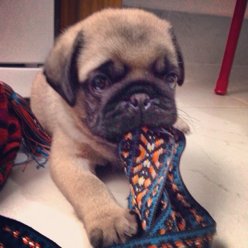 ihugpugs:  Dog Lover Shirts: http://bit.ly/1sIvs6I 