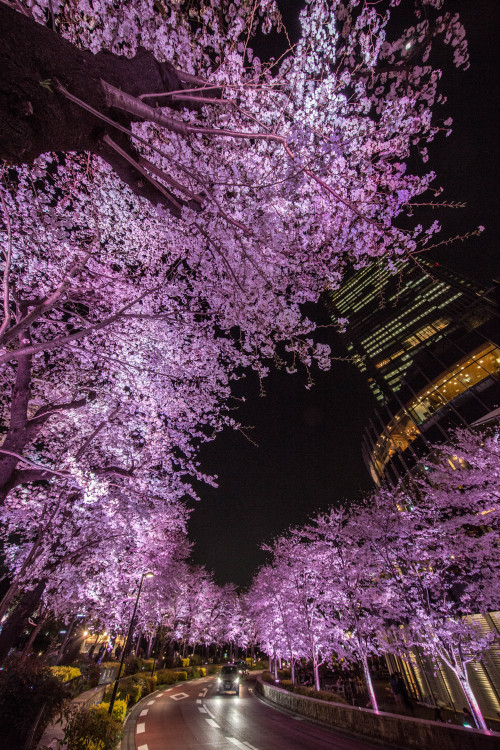a-kichi:摩天楼の桜河