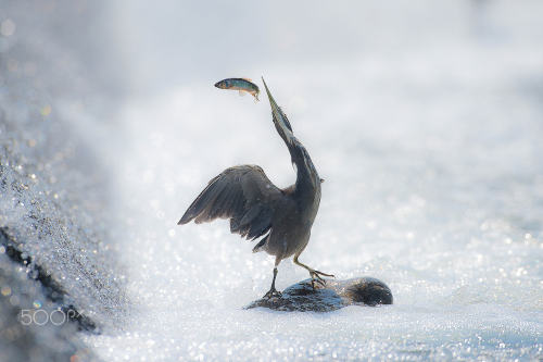 beautifulklicks:Black Daenggi Egret by Ahn • 500px 