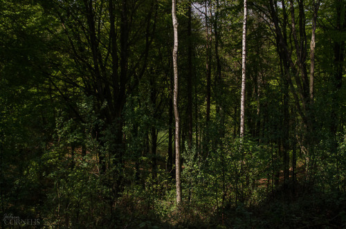 Where shadows chasing light. Kluisbos, Kluisbergen, East Flanders, Belgium 2018by Jolien Cornel