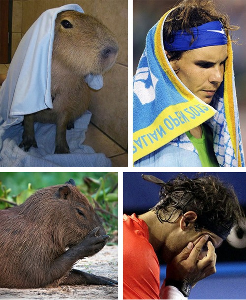 tastefullyoffensive:  See more at Capybaras That Look Like Rafael NadalPreviously: Celebrities Who Look Like Mattresses 