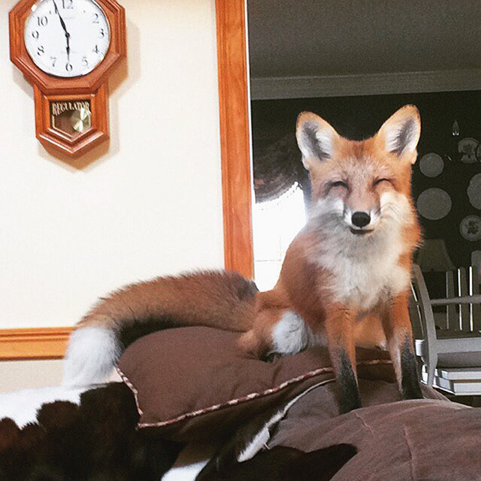 friendswithmysister:awesome-picz:  Meet Juniper, The Pet Fox Who’s Basically An