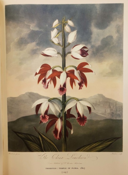 The China limodoron from Robert Thornton’s Temple of Flora, 1807Reproduced in: Dunthorne, Gord