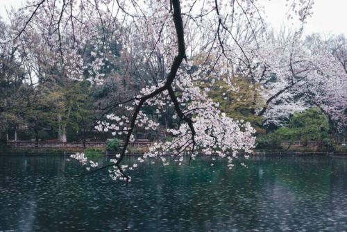 takashiyasui: Tokyo in spring