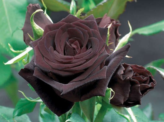 theknaffrican:  gothicmell:  Black Baccara Rose  the only rose i will except 