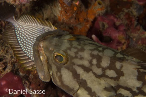 This Cloudy Grouper (Epinephelus erythrurus) has caught its Dinner which is a streaked spinefoot (Si