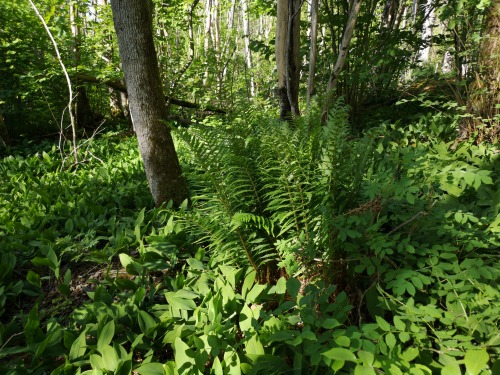 Garphyttan national park, Närke, Sweden. When on a trek, I often take a lot of pictures wi