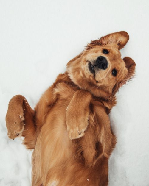 babyanimalgifs:  let me bless ur dash