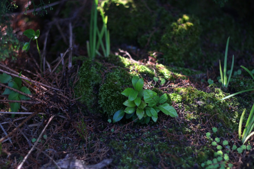 90377: Botanical garden of Düsseldorf, March 2017tumblr | Instagram | Etsy Shop