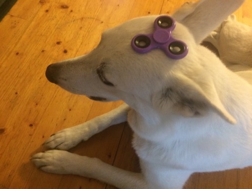 official-estonia: @useless-greecefacts challenged me to put a fidget spinner on my dog. Done. Now pu