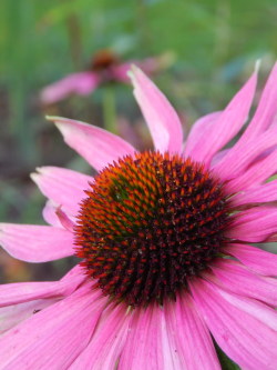 natureinsight: Echinacea purpurea, kaunopunahattu