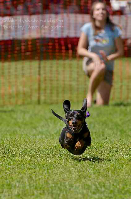 celebritydachshund:  Crusoe’s Best of 2013 - See More Here