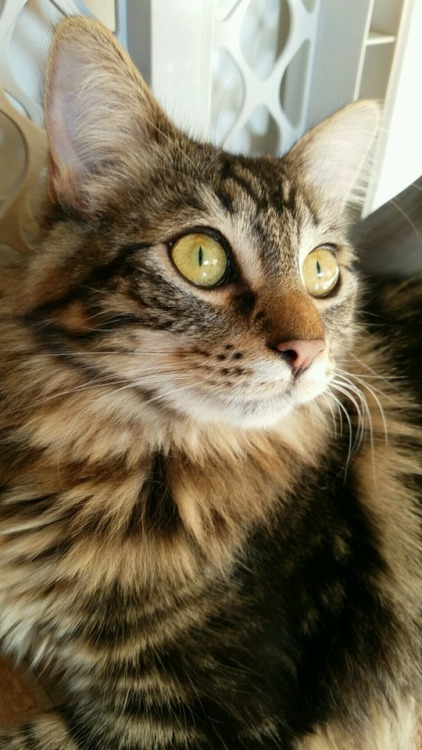 thecatinthebag:Here is a pretty picture of Gwyn!