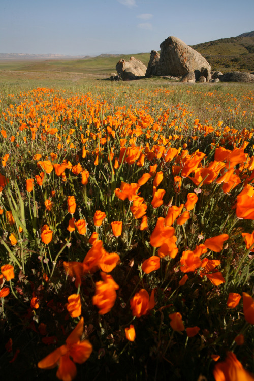 mypubliclands:  Enjoy beautiful spring views of your public lands with friends and family this weekend!  Photos of BLM-California Carrizo Plain National Monument by Bob Wick 