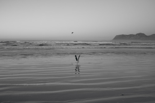 In the morning light. Seagulls on Muizenberg beach. www.jonnyhayes.co