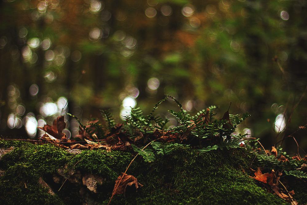 :  Where The Moss Lurks | GarettPhotography 