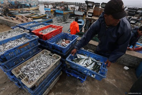 kufiyah: April 5th, 2016 | Gaza City, Palestine After Gaza’s fishing radius was extended from 6   nautical miles to 9   nautical miles, Palestinian fishermen were able to catch different types of fish that they weren’t able to catch for 10 years due