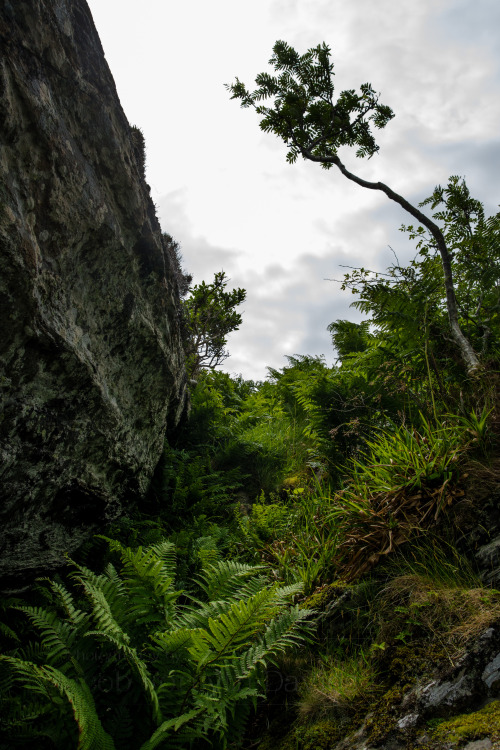 jjfdphotography:Rocks &amp; Ferns, Ardnamurchan, Scotland© Jacob Forsyth-Davies