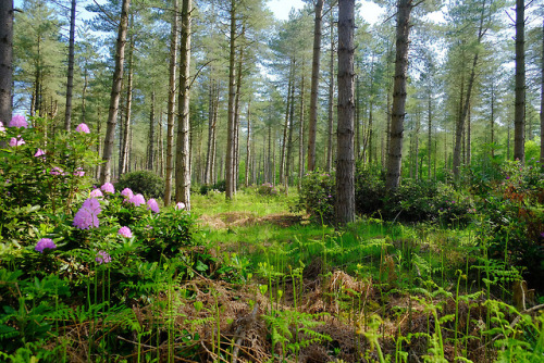 90377 - Stonor Forest, England. Fujifilm. by Scott Wylie