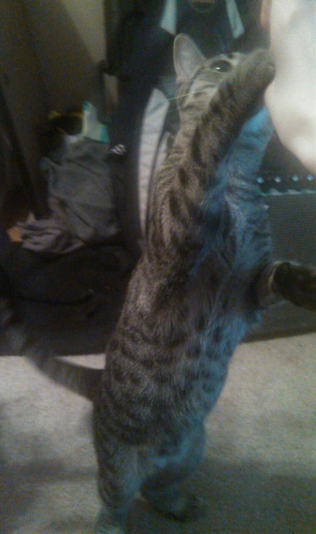 kittiesntitties.tumblr.com/post/121474190752/