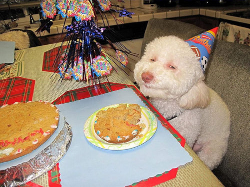 awesome-picz: Pets Having Better Birthday Parties Than You.