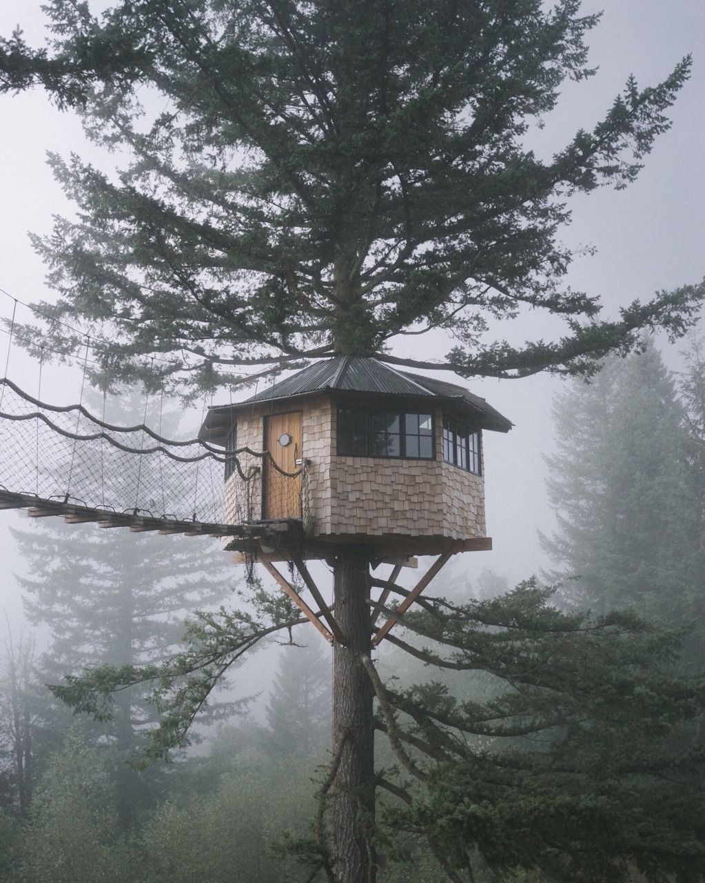 thecindercone:  Back in the fog 