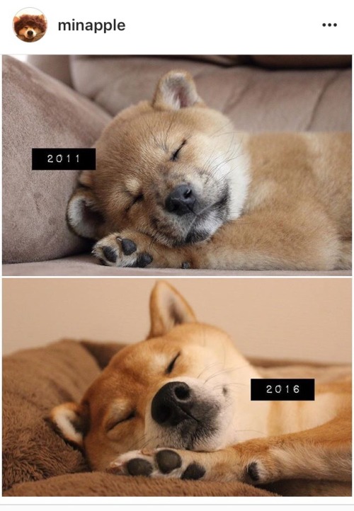 cyberpetty: onemorefragmentoftime: he’s been asleep for five whole years beauty sleep