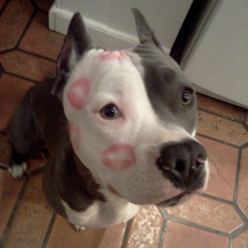 alice-in-cosmicland:  recorrupted:   vegasmo: The only kind of marks you should ever leave on a dog.  I’ve reblogged this photo so many times & that’s my favorite comment on a photo in the history of the world.  ^ 