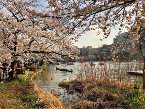 Spring time in Japan - Tokyo #Ueno #UenoZoo #Japan #Tokyo #sakura #garden #green #tokyolife #photoof