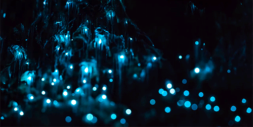 bioluminesssence:Glowworms, Waitomo Caves, New Zealand x x