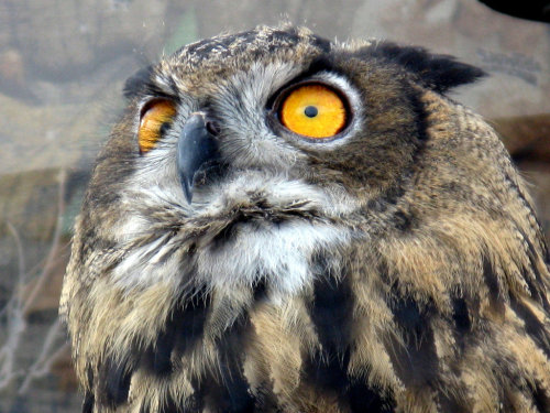 Eurasian Eagle-Owl (Bubo bubo) &gt;&gt;by Chris Ianno (1|2)