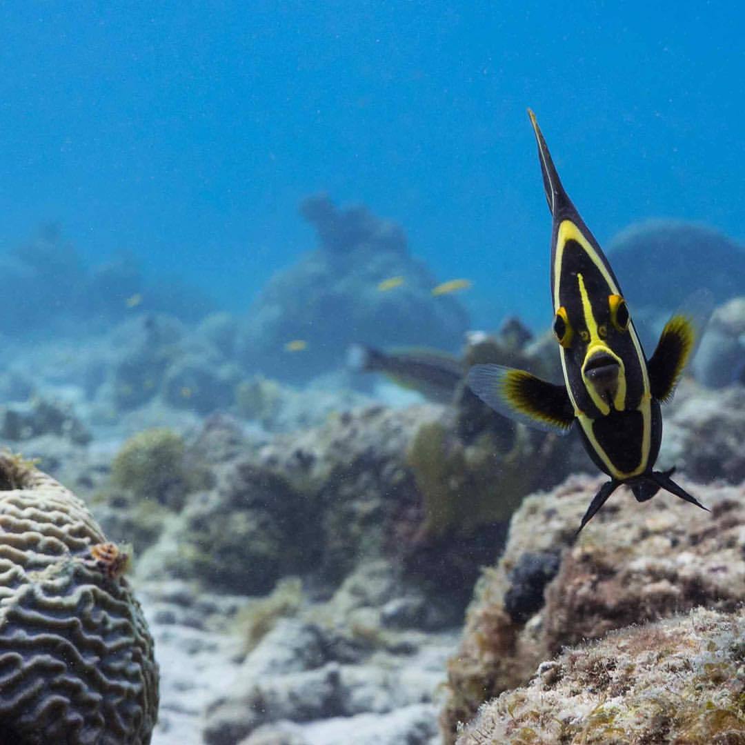 A juvenile angelfish has a stare down with our own @thejoelepore. #BlueHalo #Curacao #dushikorsou #uwphoto #angelfish #pomacanthidae #reef #underwater #diving #divecuracao #staredown @waittfoundation