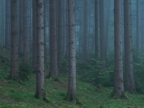 Morgens im Wald by Felix Wesch