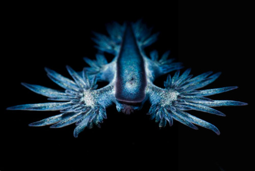 carbonking:  nubbsgalore:  photos by matt smith from the Illawarra coast in new south wales of bluebottles, violet snails and blue dragons.  despite its resemblance to the jellyfish, the bluebottle is more closely related to coral. known as a zooid,