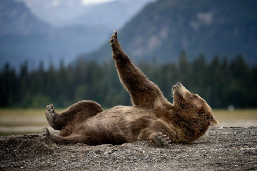 nubbsgalore: napping bear. or, melodramatic thespian bear.  photos by olav thokle in alask