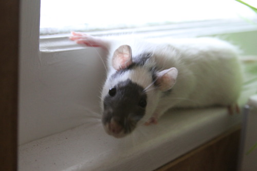 ratshavefeelingstoo:  THIS LOOKS LIKE A GRAY RAT IN A WHITE RAT COSTUME! :) I love her face markings. 